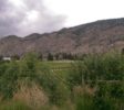 Osoyoos Vineyards on the East Bench