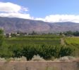 Orchards seen from the Canal Walkway in Osoyoos